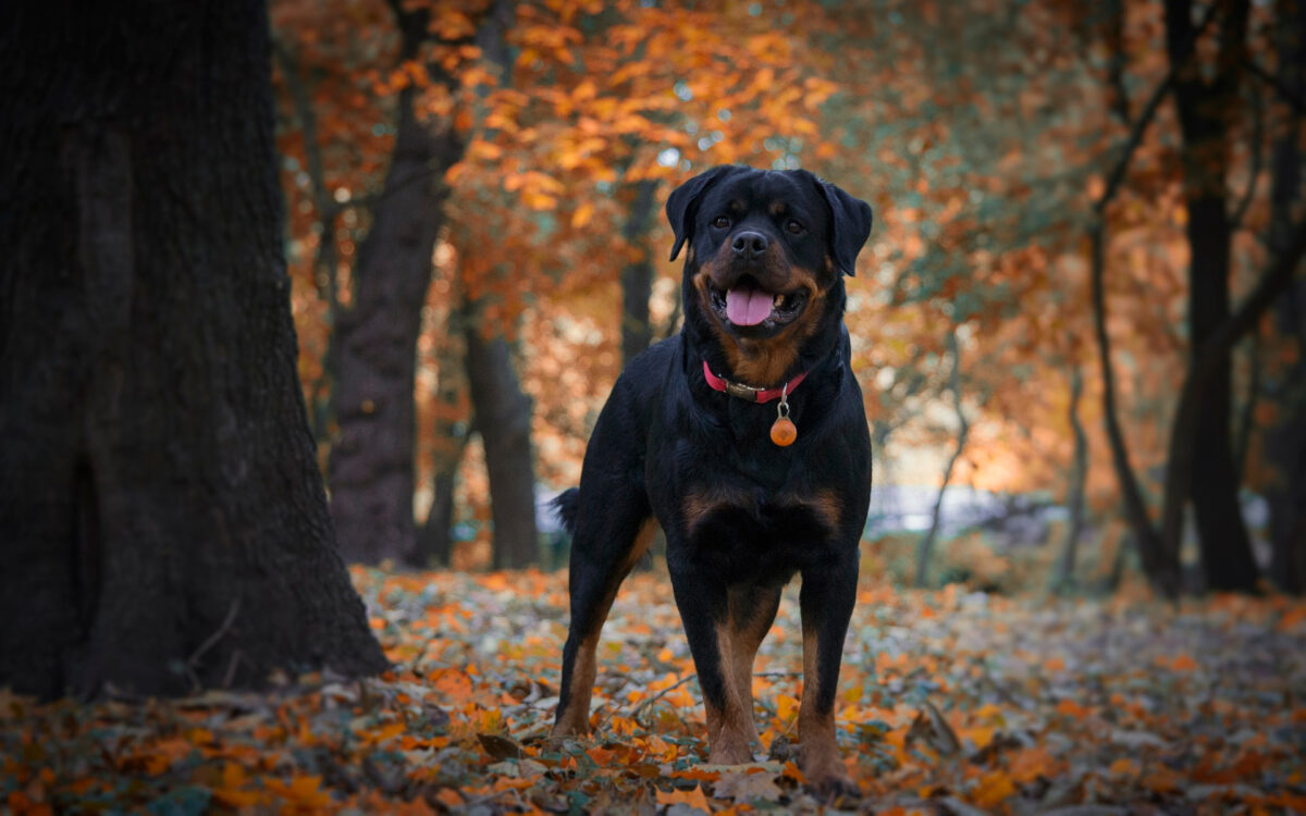 Rottweiler-Attacke in Adlikon